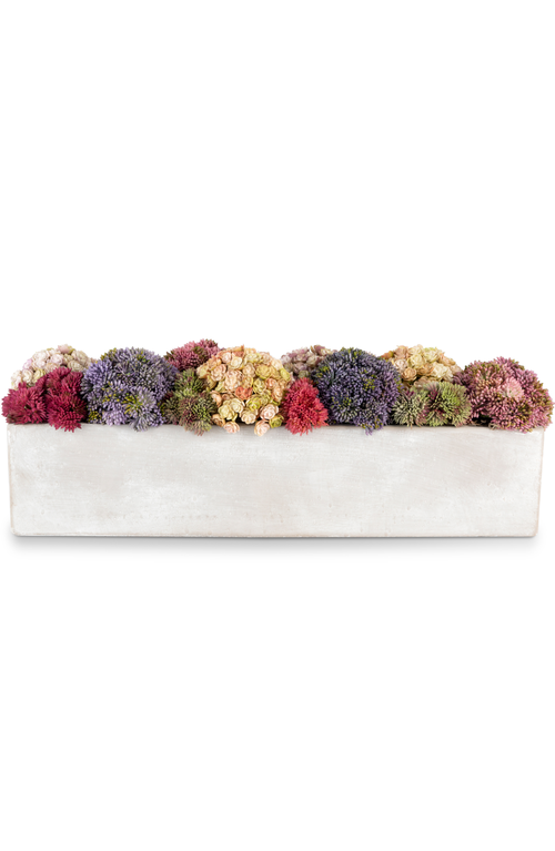 CocoBella Arden Oblong Sedum Arrangement in Multi-Color  product