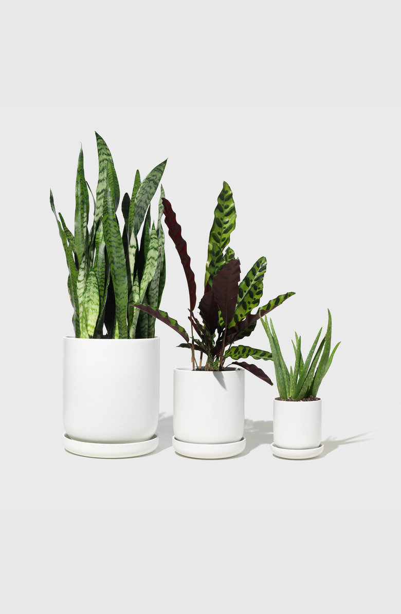 PUBLIC GOODS Assorted Stoneware Planters, Alternate, color, Matte White