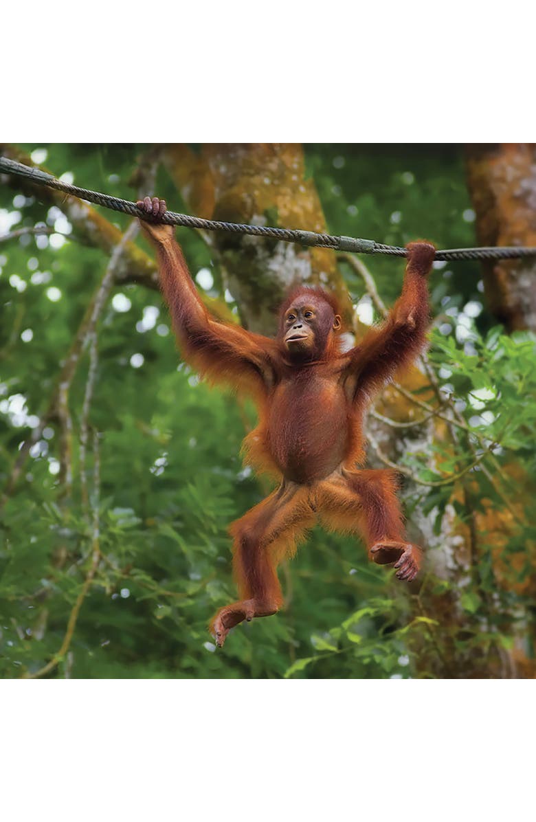 Junior Learning Decodable Readers Sound Families, Alternate, color, Multicolored