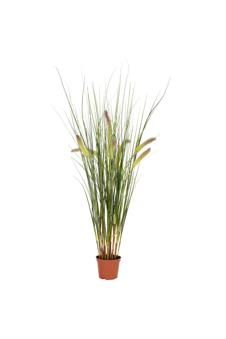 2.5-ft Grass Plant, Main, color, Green