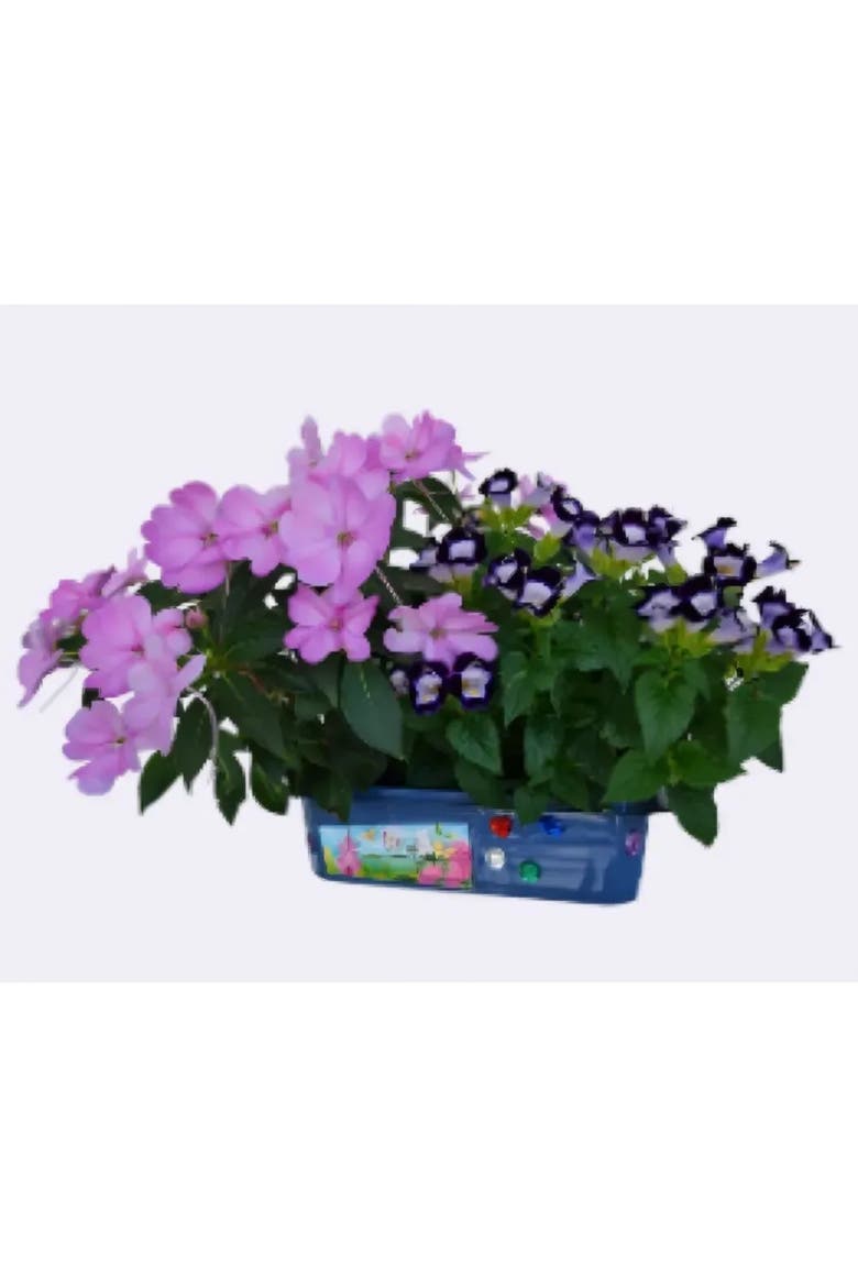 Flower Princess Palace - Indoor Micro-Gardening Kit, Alternate, color, None