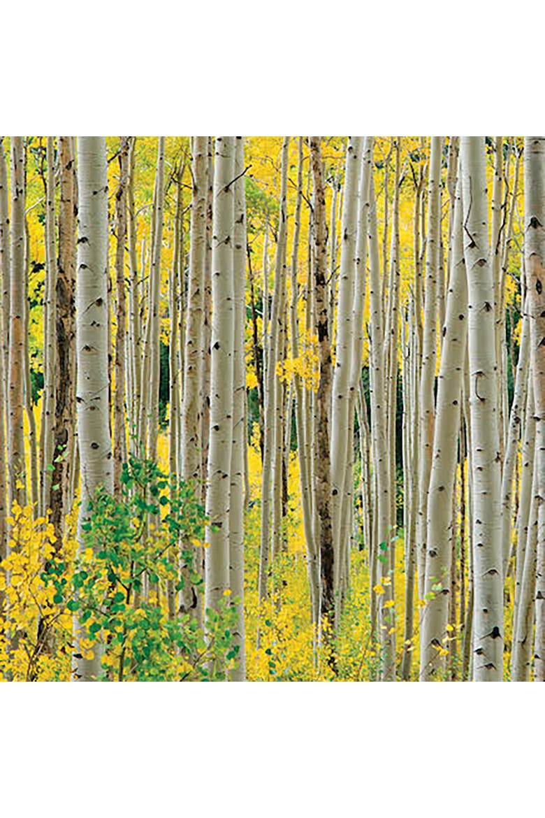 Aspens, Aspens, Aspens 1000 Piece Puzzle by OW Lawrence, Alternate, color, Multicolored