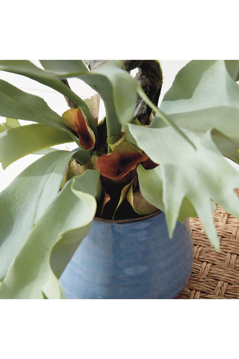Staghorn Fern Drop-In 22", Alternate, color, Green