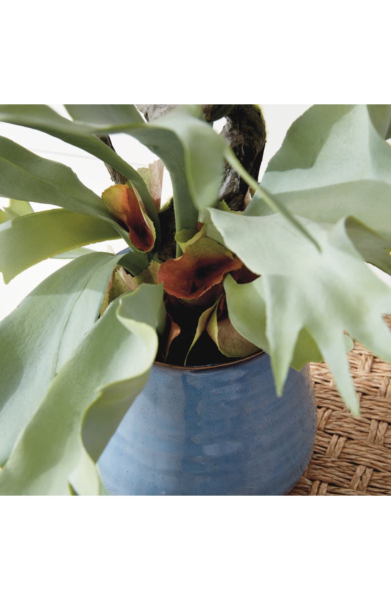 Napa Home & Garden Staghorn Fern Drop-In 22", Alternate, color, 