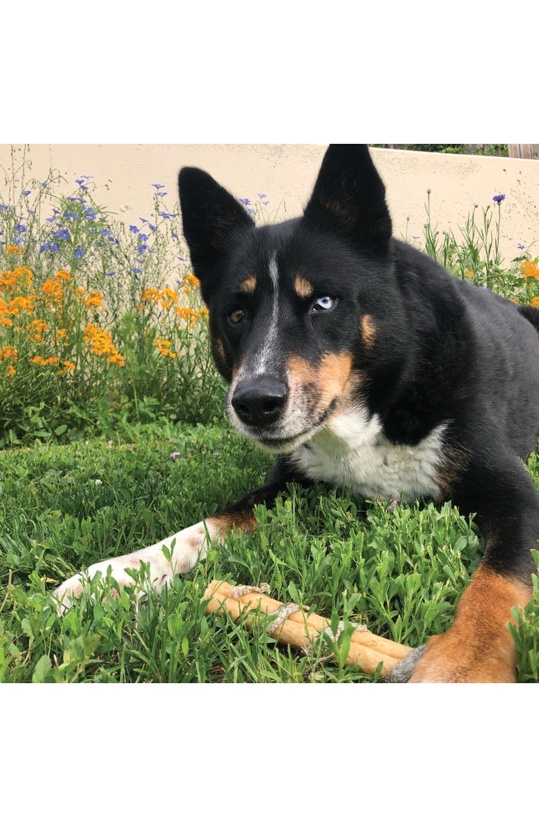 ICELANDIC+ Collagen Dental Chew Beef & Cod Skin - 18 Pack - 8" Dog Treat Stick, Alternate, color, Multicolored