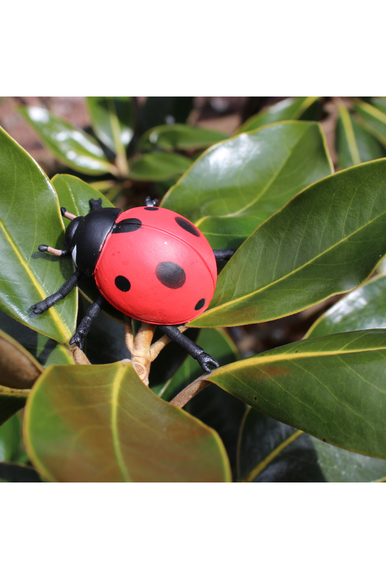 Life Cycle Of A Ladybug, Alternate, color, No Color