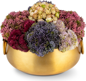 Beatrix Gold Sedum Arrangement