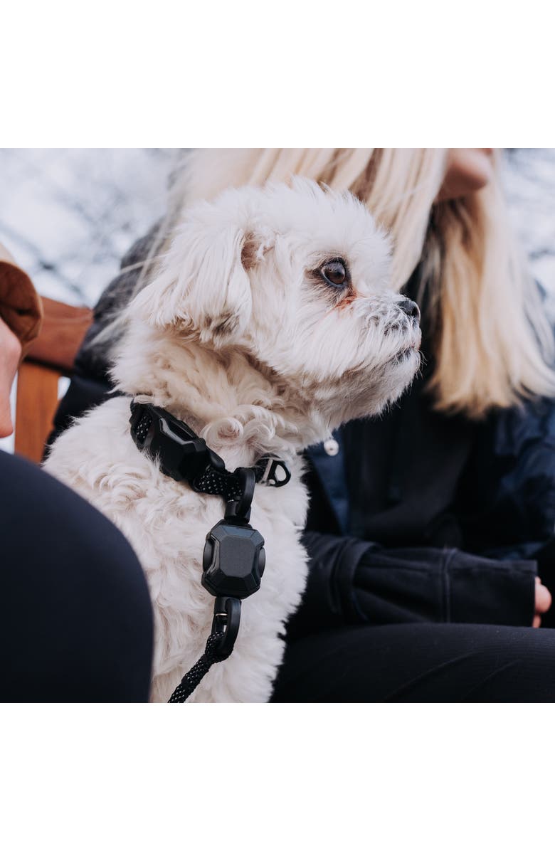 HOOZA Dog Collar Dog Outdoor Accessory, Alternate, color, Black