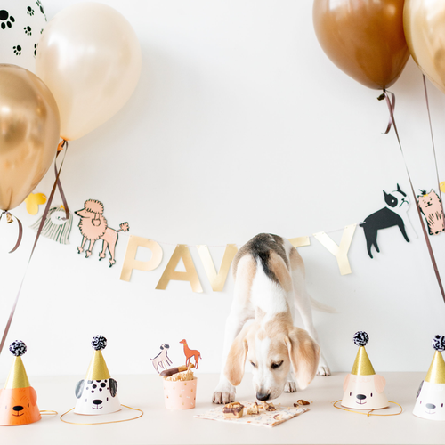 Daydream Society Bow Wow Party Hats In Multi