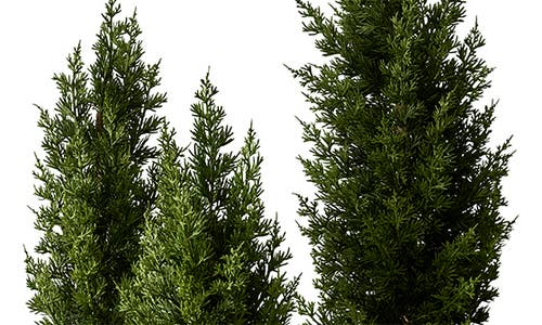 Balsam Hill Evergreen Set Of 3 Tabletop Trees In Green
