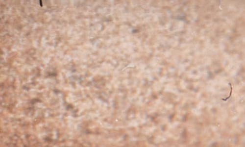 Chantecaille Mermaid Eyeshadow In Gray