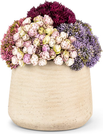 CocoBella Neriah Mini Sedum Arrangement | Nordstrom