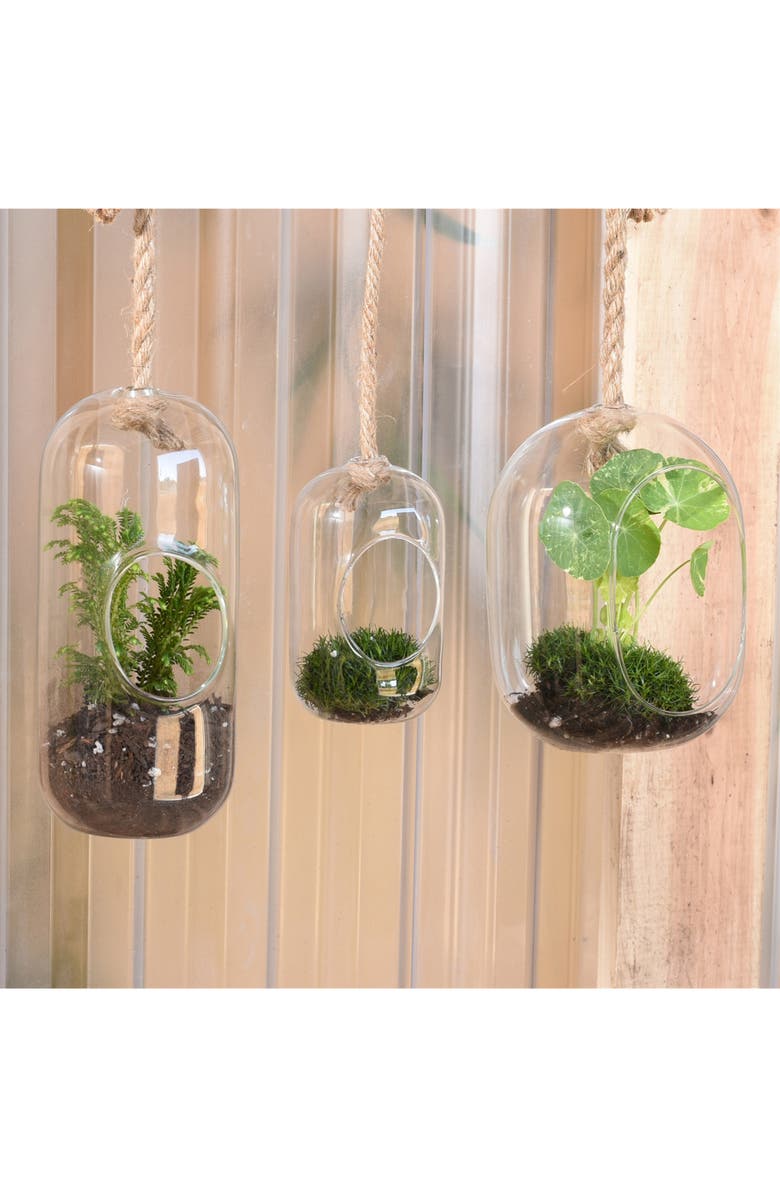 HomArt Wide Hanging Glass Terrarium, Alternate, color, 