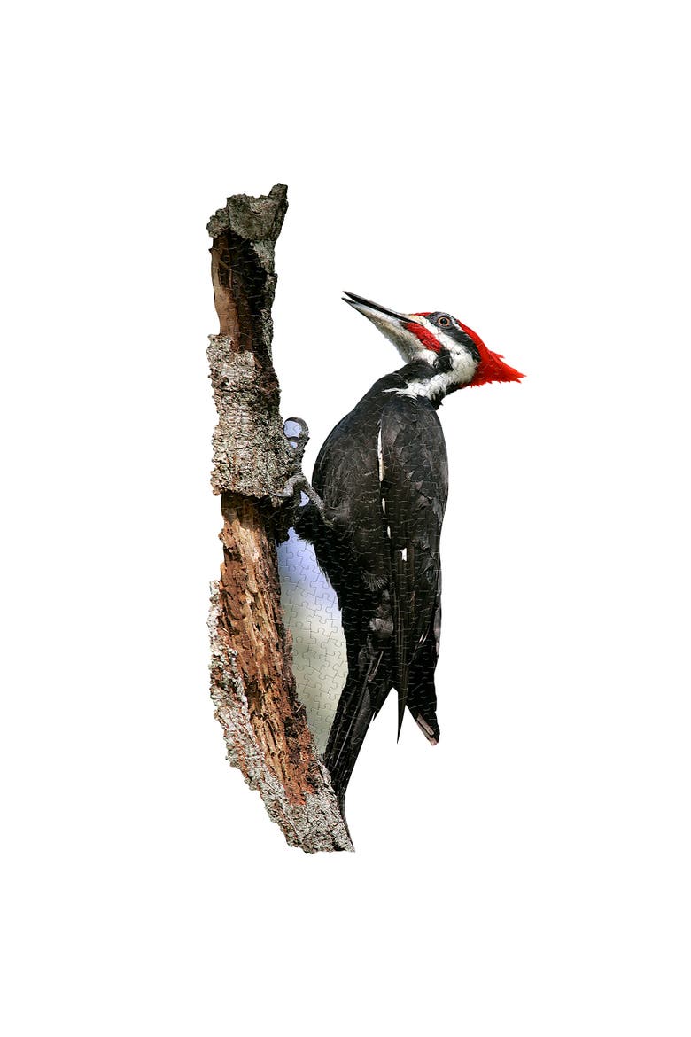 I Am Woodpecker 300 Piece Puzzle, Cardboard, Kids Ages 10+, Alternate, color, Multicolored