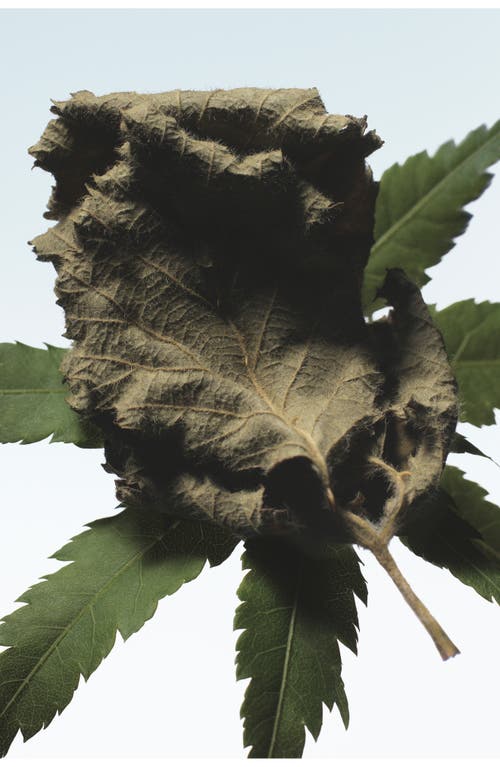 Dries Van Noten Cannabis Patchouli Eau De Parfum