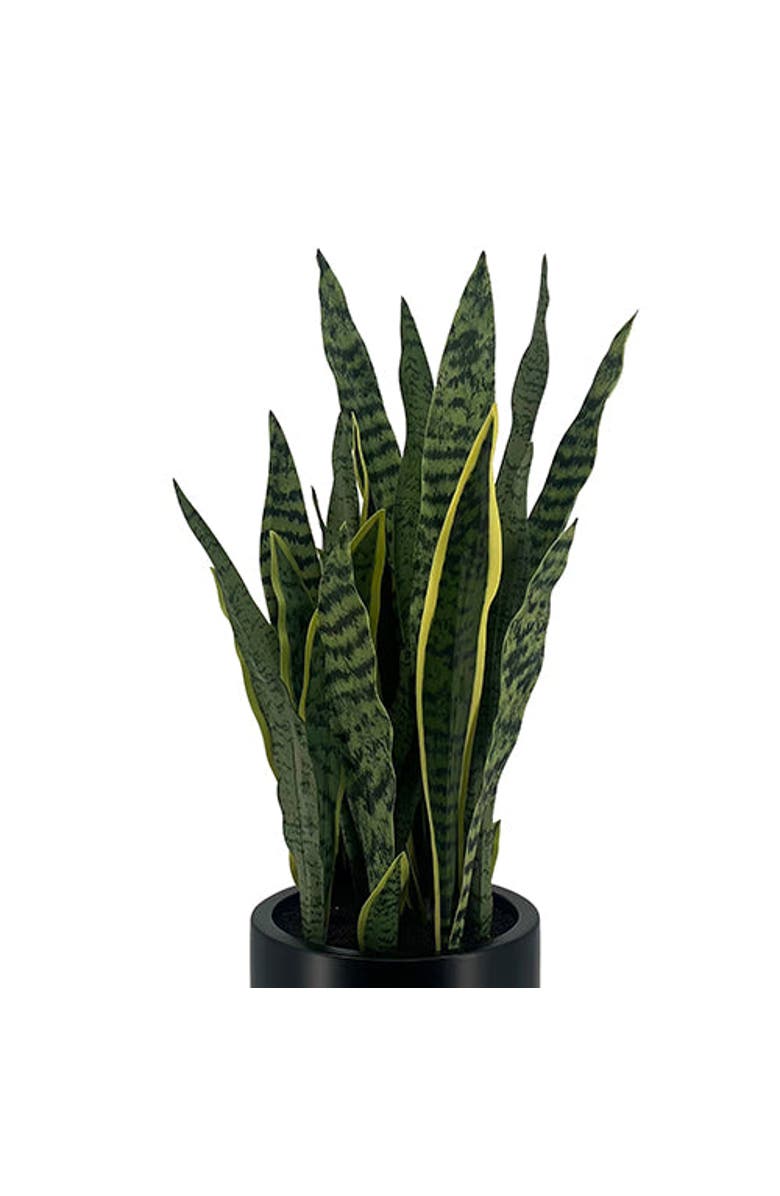 CG Hunter 30" Snake Plant, Alternate, color, Green