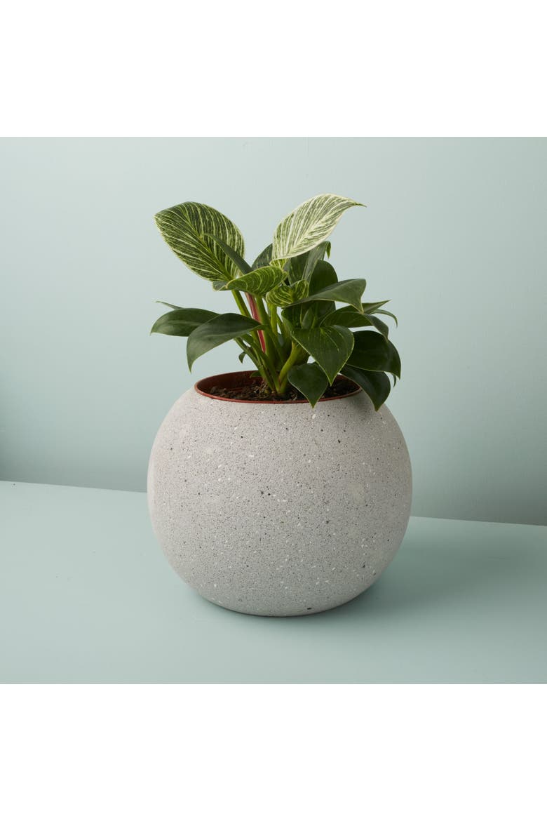 Atallo Cement Planter, Alternate, color, Cement