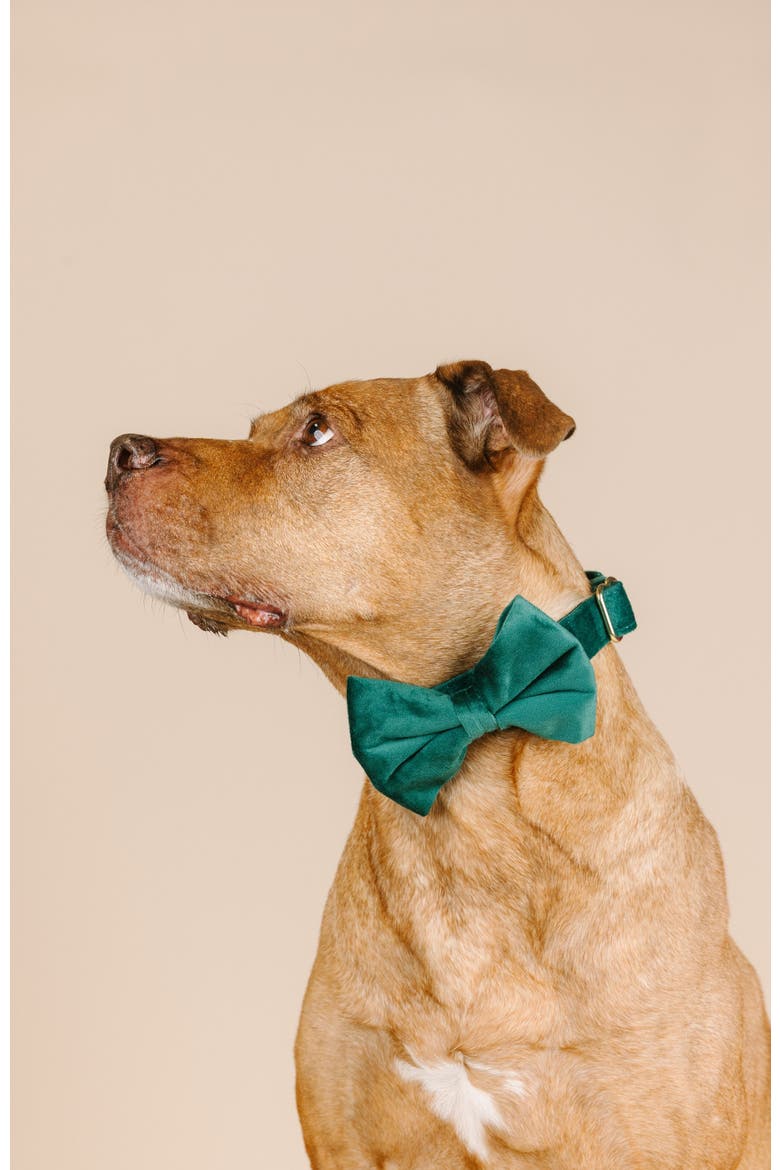 Rue Bow Tie, Alternate, color, Rue