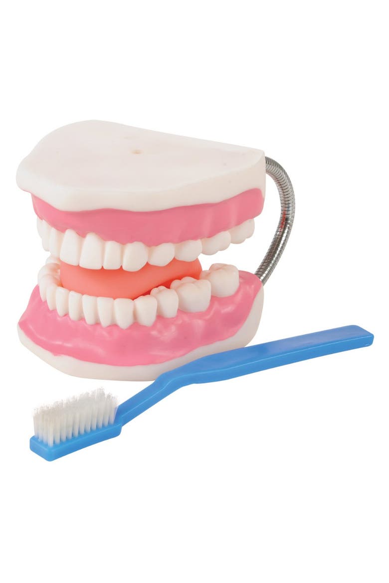Healthy Smiles Dental Model, Main, color, Multicolored