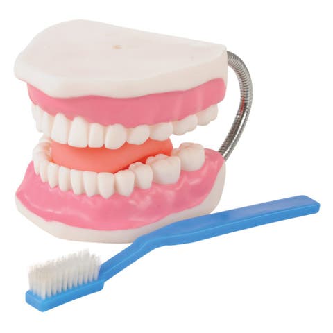 Healthy Smiles Dental Model