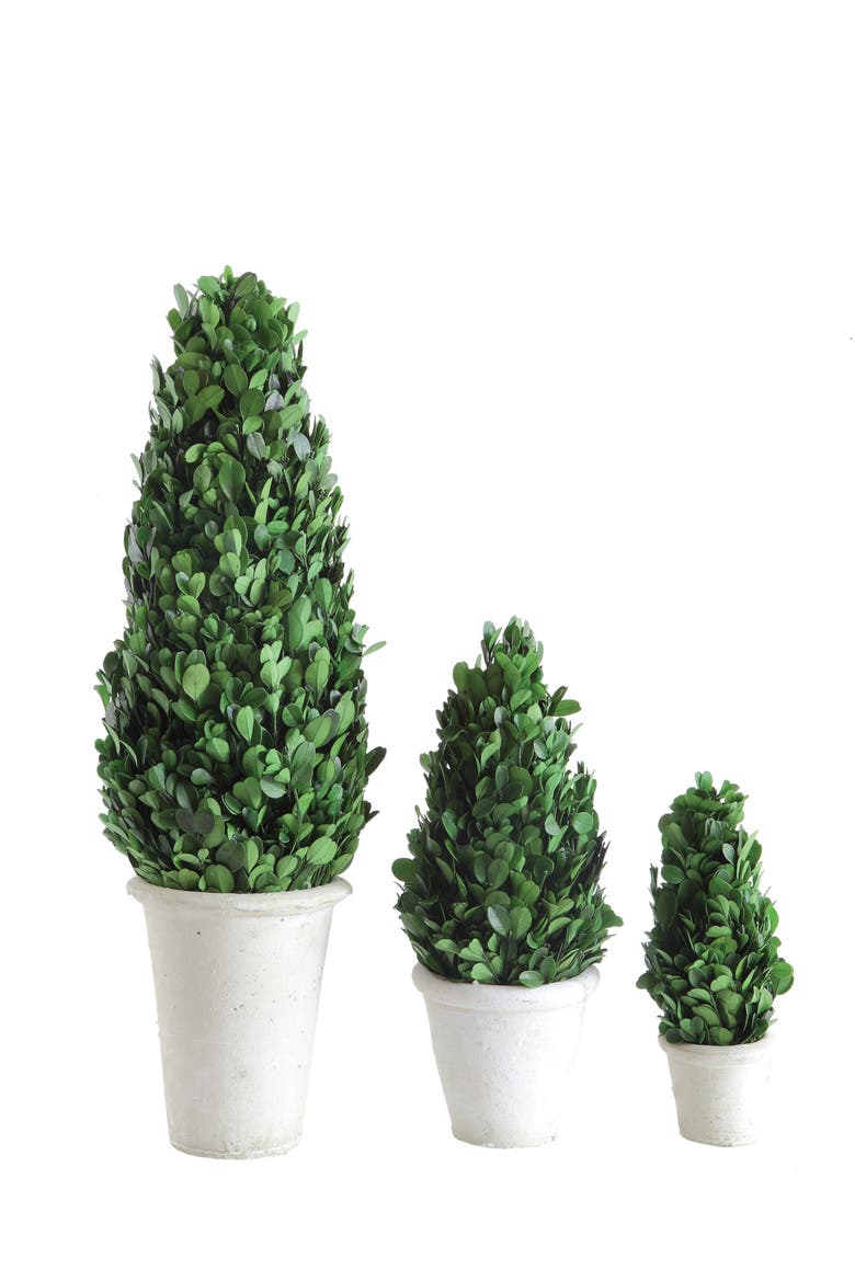 17 in. Preserved Boxwood Cone Topiary in Clay Pot, Alternate, color, Green