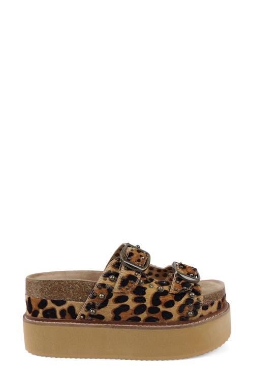 Zigi Studded Platform Sandal In Brown