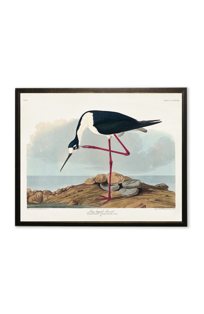 Antique Curiosities Long-Legged Avocet in Black and Copper Frame, Main, color, Multi
