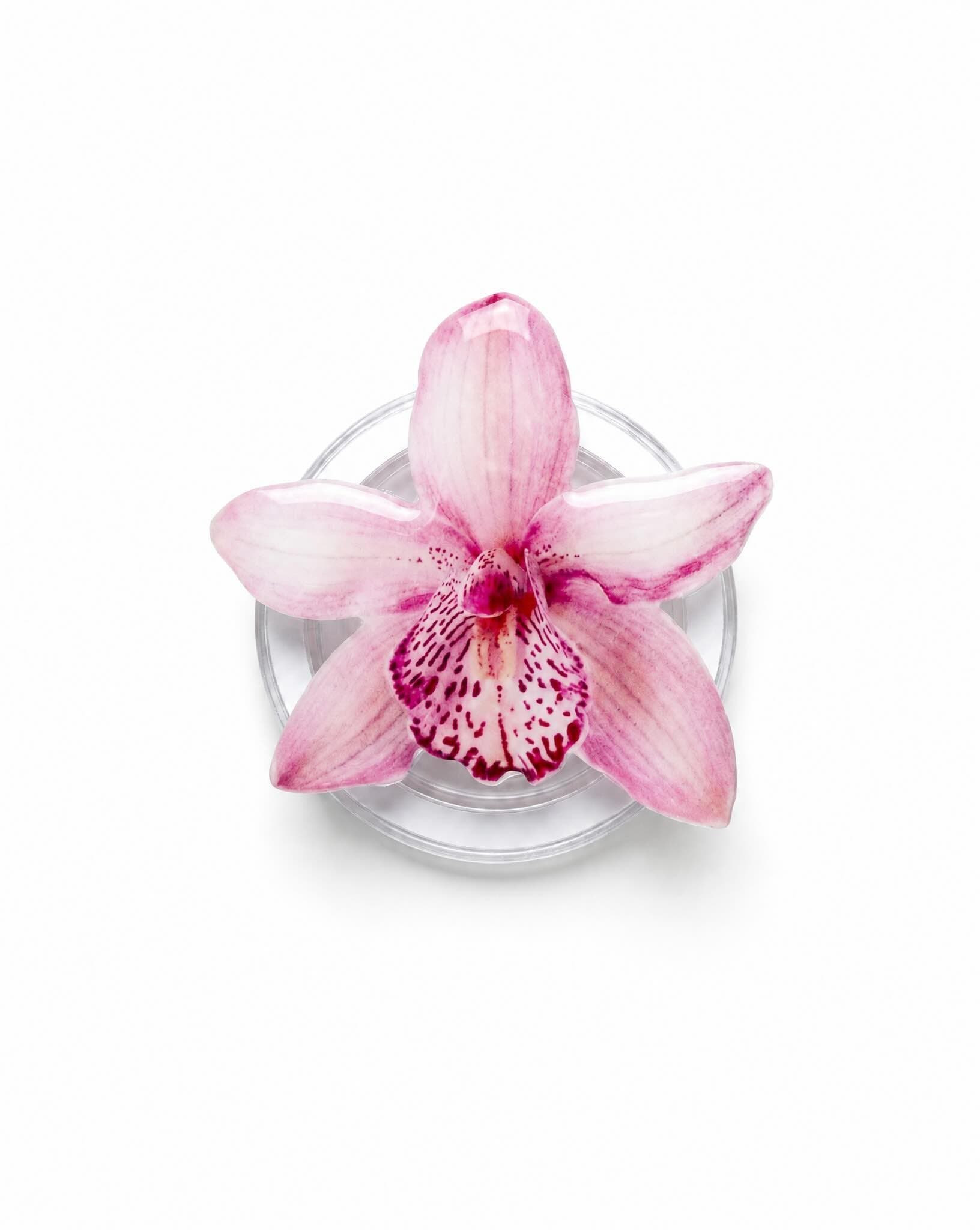 Pink Orchid