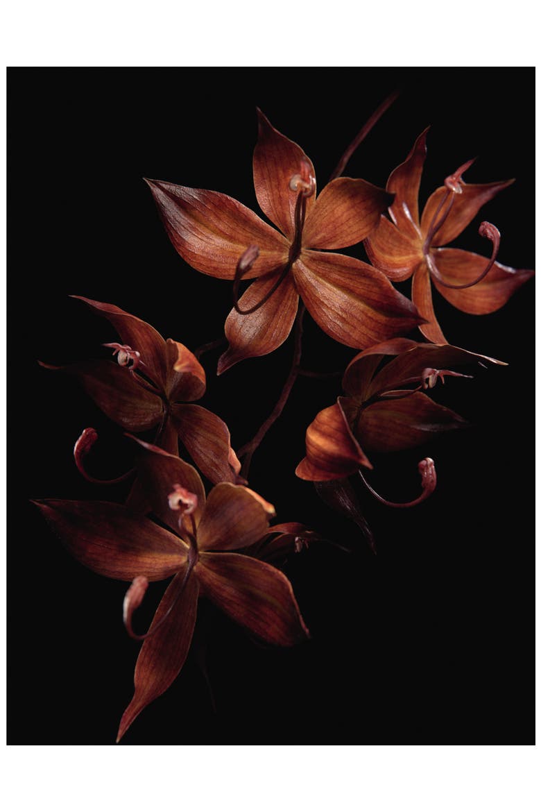 Orchidée Impériale Black Orchid Cure, Alternate, color, NO COLOR