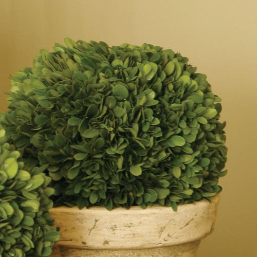 Napa Home & Garden Boxwood Ball In Pot Large In Multi