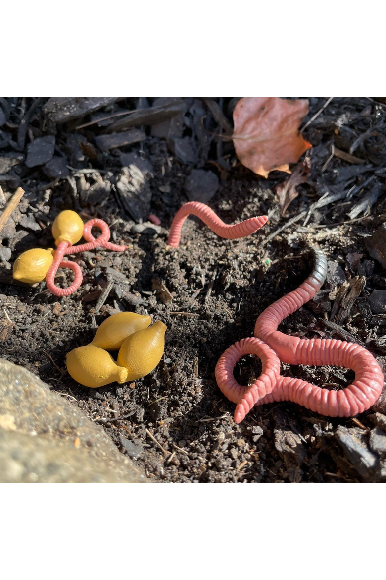 Life Cycle Of A Worm, Alternate, color, No Color