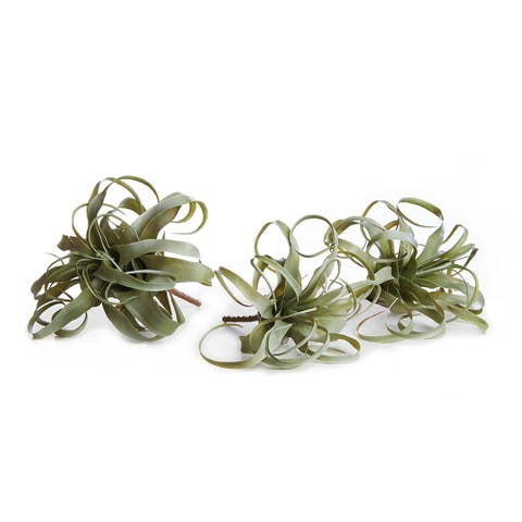 Tillandsia Set of 3