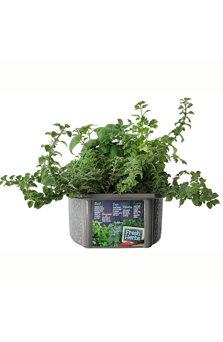 Unique Gardener Culinary Herb Collection Biosphere Terrarium, Alternate, color, Clear