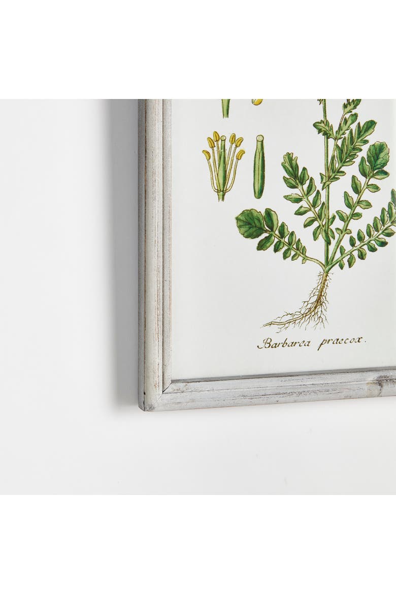 Perennial Botanical Study, Set Of 6, Alternate, color, Green