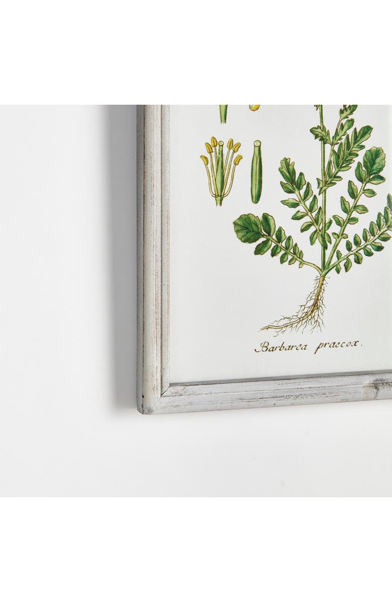 Napa Home & Garden Perennial Botanical Study, Set Of 6, Alternate, color, Green