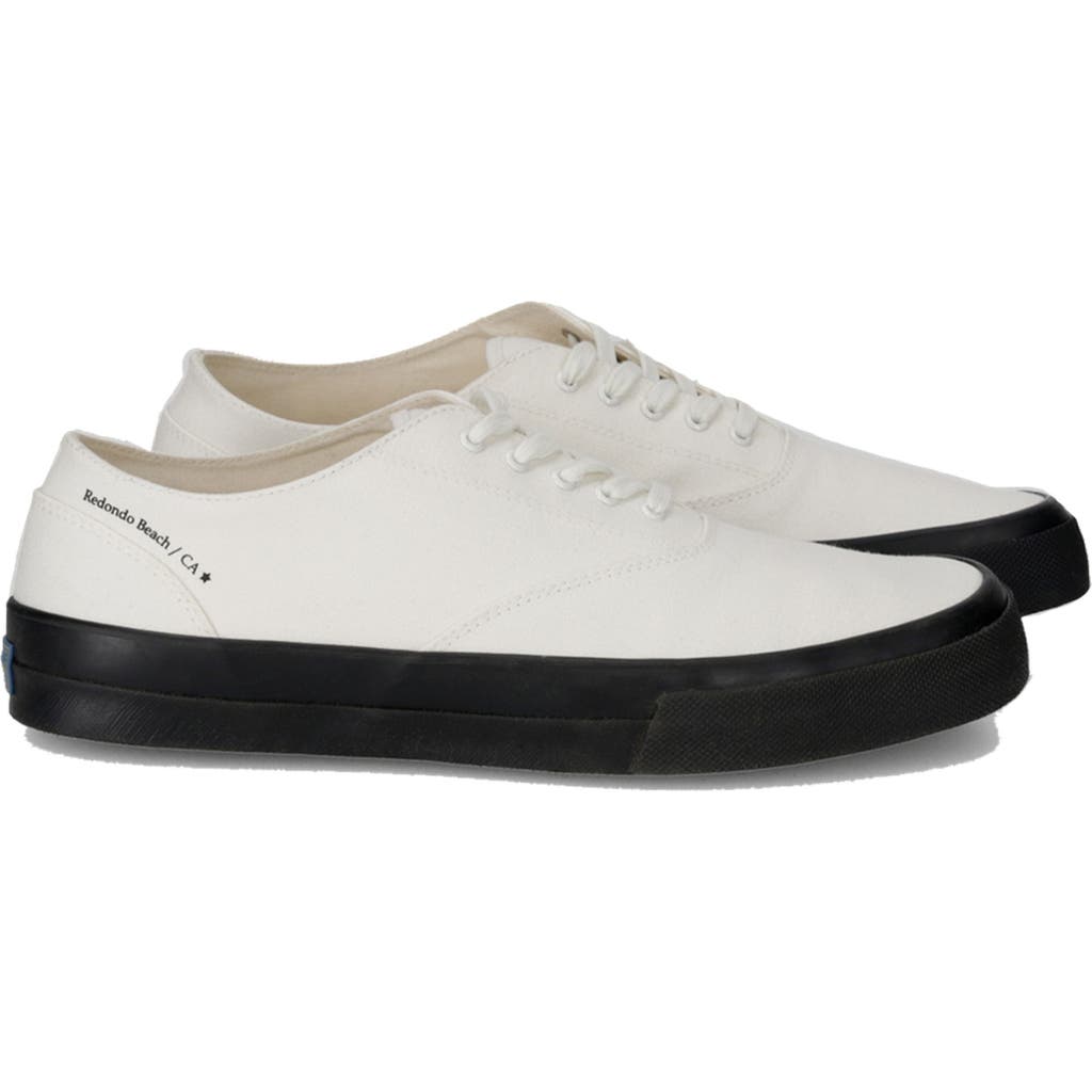Fortela Redondo Canvas Sneakers By Mr. Fliks In Transparent