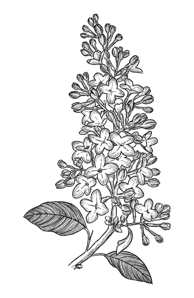 AMOUAGE Lilac Love Eau de Parfum, Alternate, color,