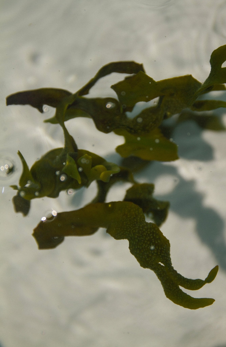 Summer Solace Tallow Sea Change Seaweed Sphere Soap, Alternate, color, Off-White / Brown