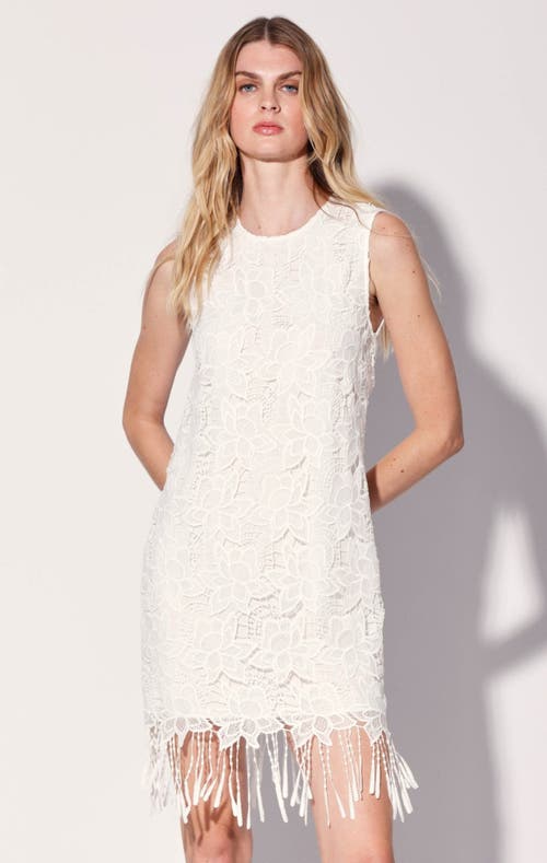 Shop Walter Baker Odessa Dress In Magnolia Lace