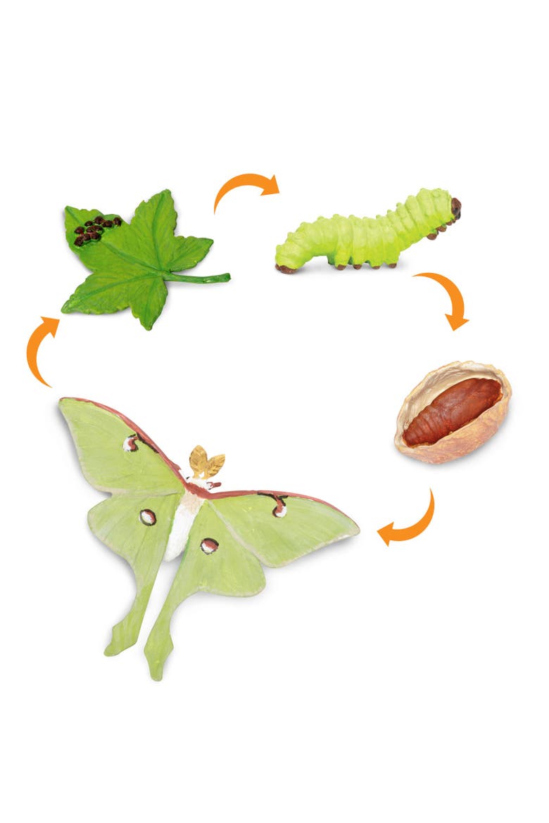 Life Cycle Of A Luna Moth, Alternate, color, No Color