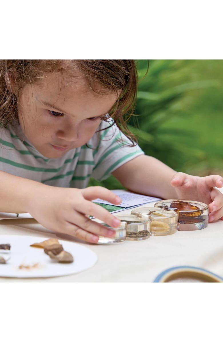 Kaplan Early Learning Company Specimen Life Cycle Puzzle - Butterfly, Alternate, color, Multicolored