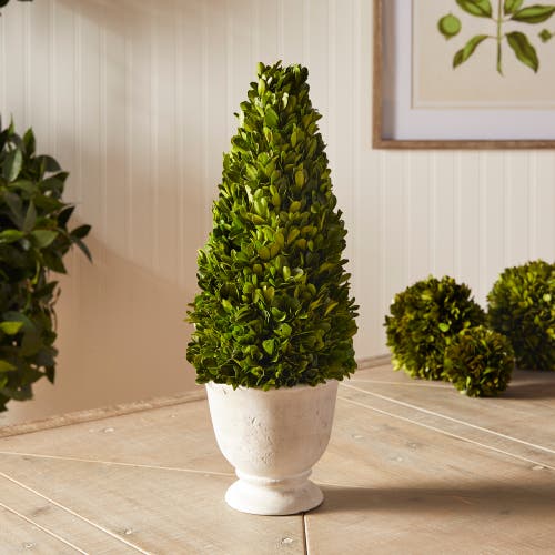 Napa Home & Garden Boxwood Cone Topiary In Pot In Green
