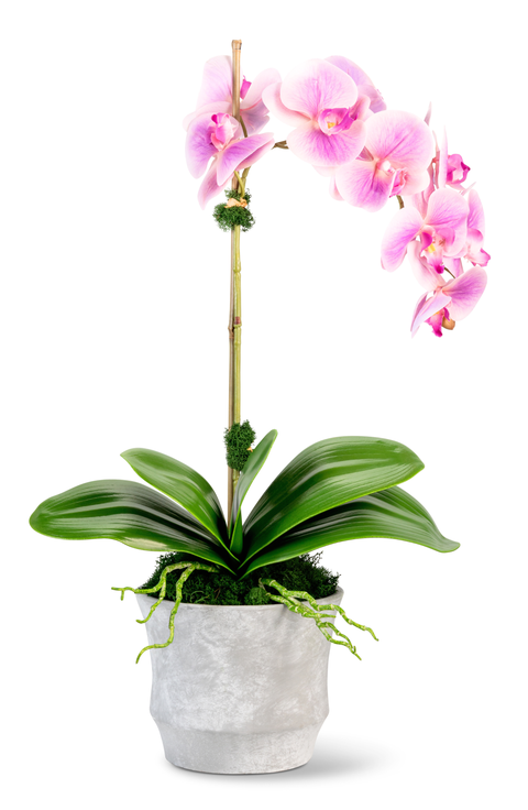 Clementine RealTouch Orchid Arrangement