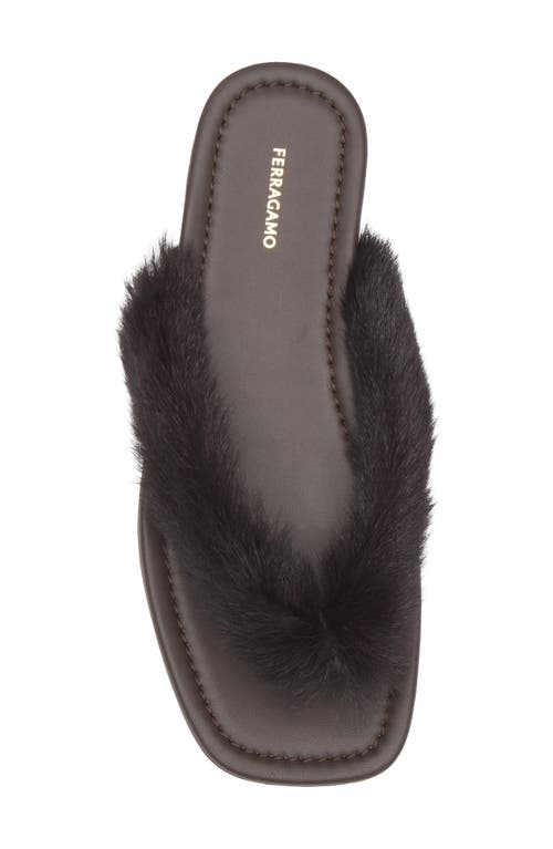 Ferragamo Loly Genuine Shearling Flip Flop In Brown