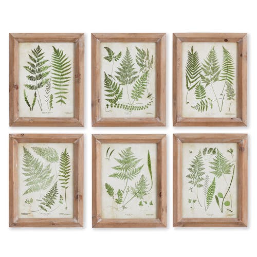 Napa Home & Garden Assorted Frond Study Petite Set Of 6 In Multi
