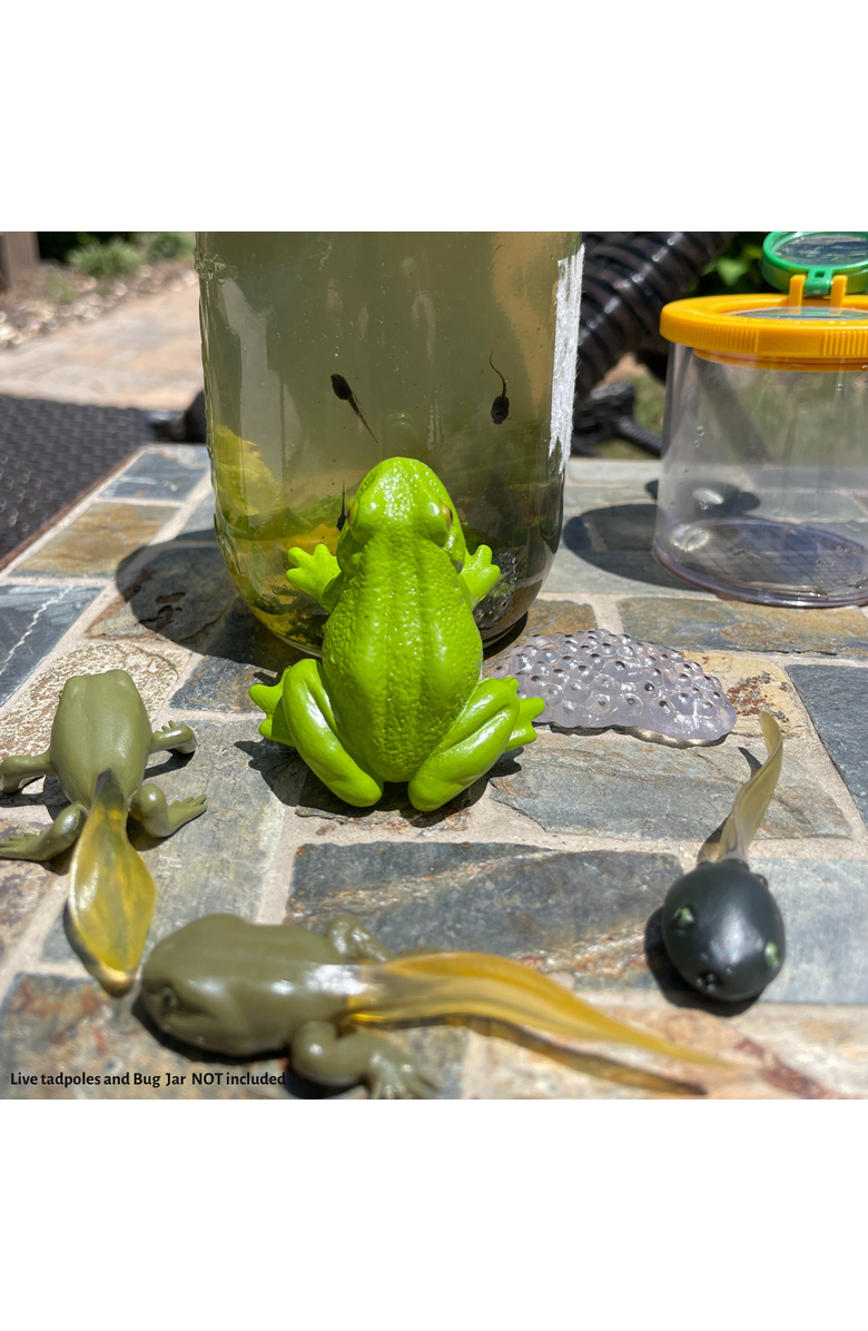 Safari Ltd. Life Cycle Of A Frog, Alternate, color, NO COLOR