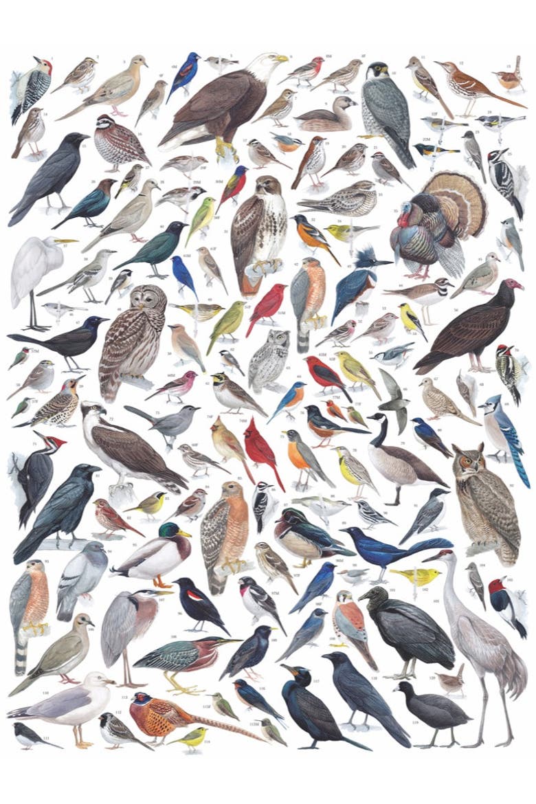 Birds of Eastern/Central North America 1000 Piece Puzzle, Alternate, color, No Color