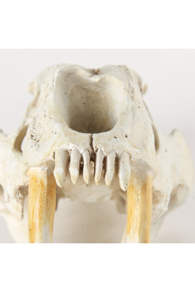 Fozzil 9L x 9W Resin Sabretooth Skull Replica, Alternate, color, Beige
