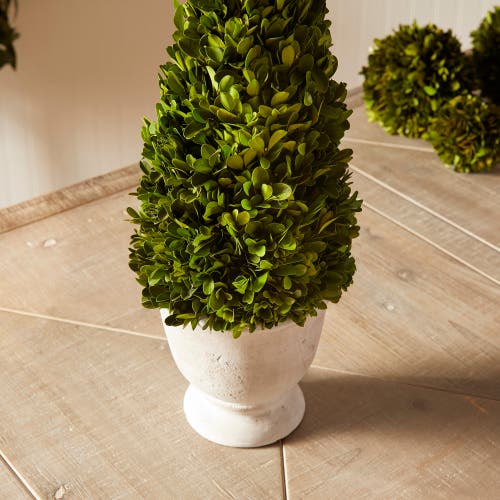 Napa Home & Garden Boxwood Cone Topiary In Pot In Green