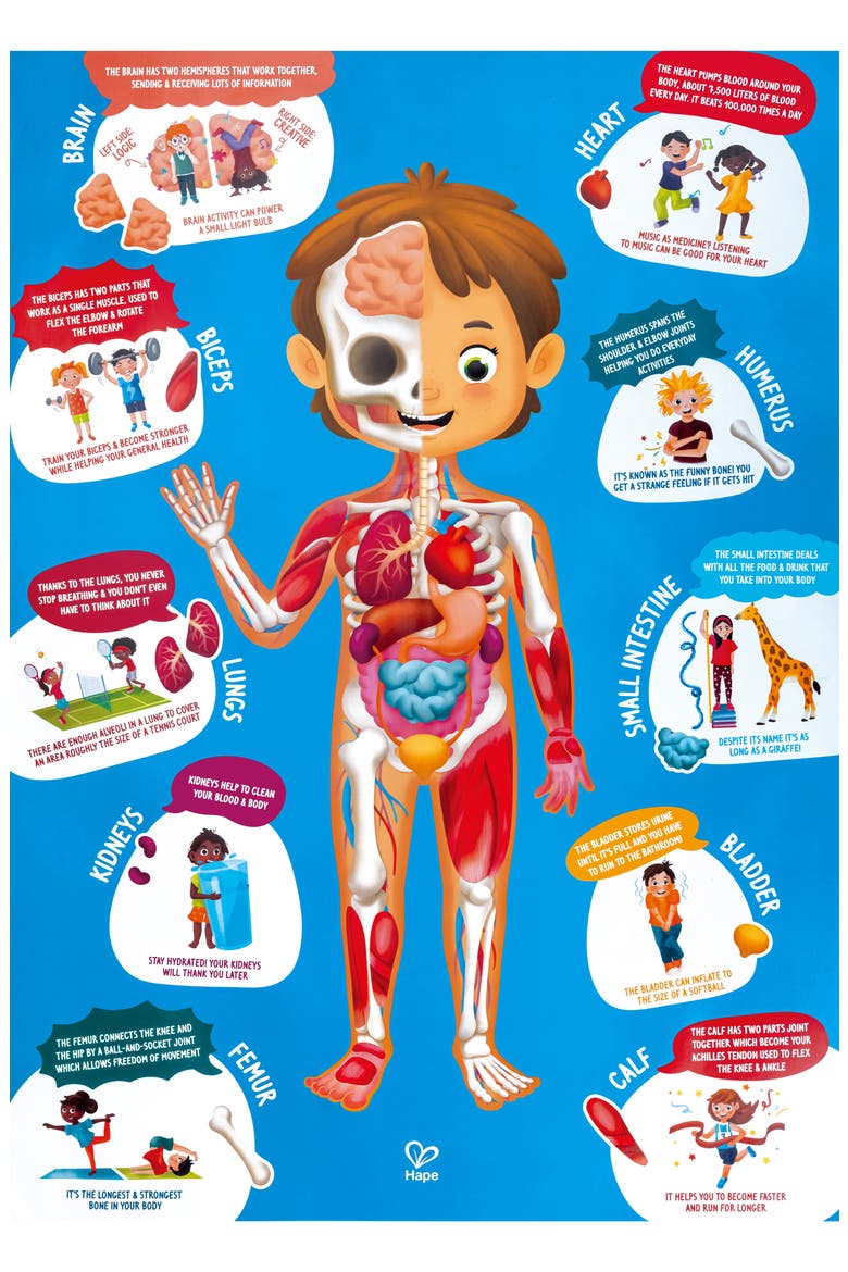 Human Body 50-Piece Puzzle, Alternate, color, MULTIPLECOLOR